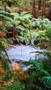 Short Walks to Enjoy with the Kids These School Holidays: Mudpool Loop
