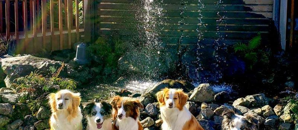 dogs-at-secret-spot-rotorua